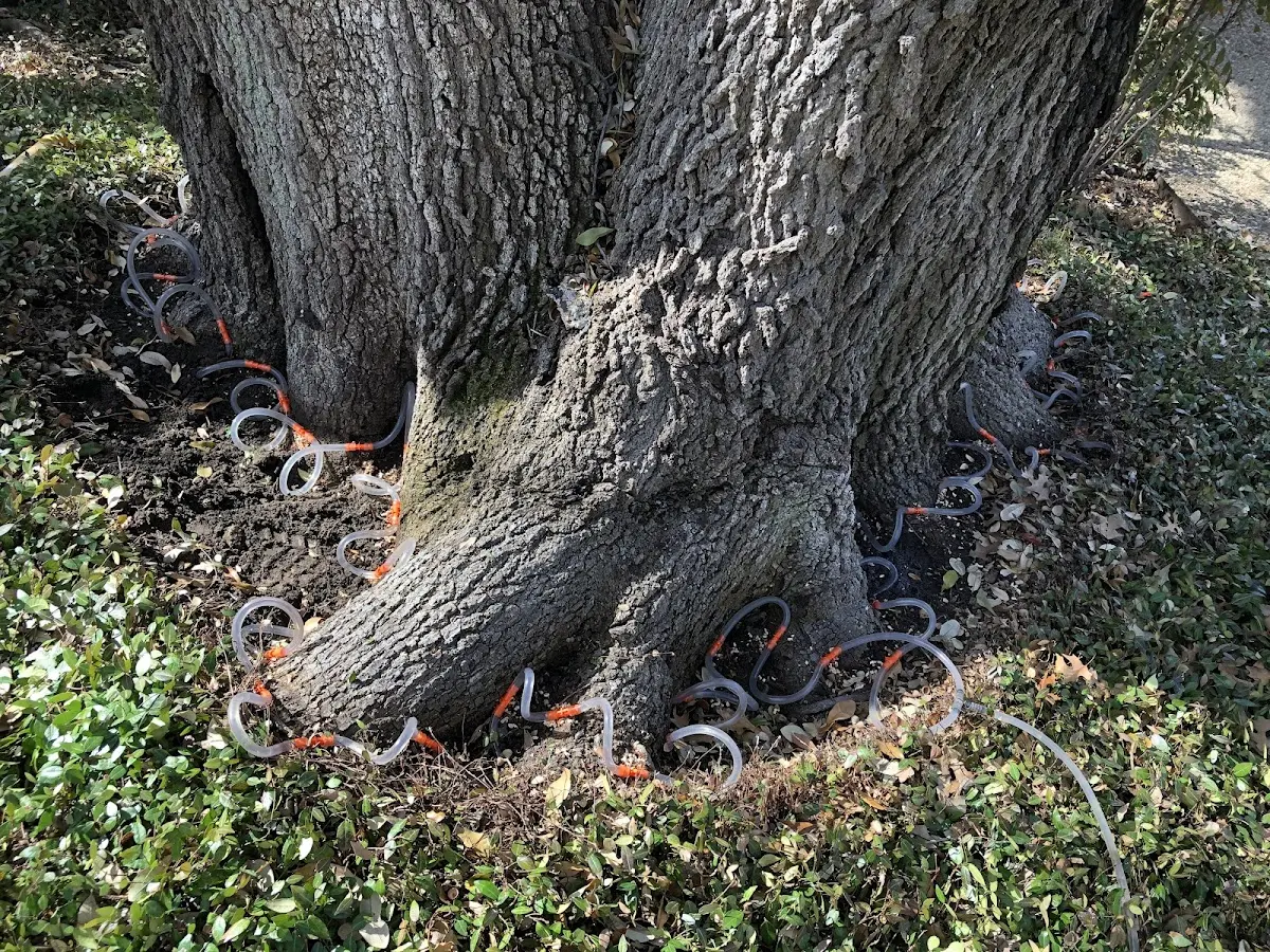 Detailed Tree Cabling and Bracing job site in Potomac