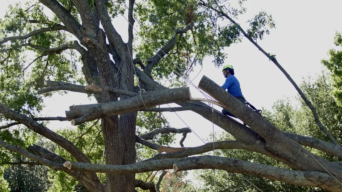 Professional Hazardous Tree Removal performed by certified arborists in Potomac